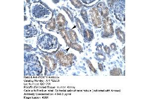 Human kidney (FOXF1 antibody  (C-Term))