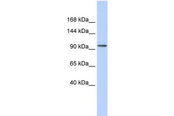ZNF560 antibody  (Middle Region)