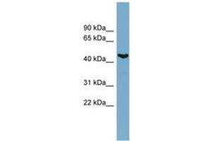 Image no. 1 for anti-Iroquois Homeobox 6 (IRX6) (AA 35-84) antibody (ABIN6741965) (IRX6 antibody  (AA 35-84))