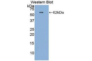 Western Blotting (WB) image for anti-Hepatocyte Growth Factor (Hepapoietin A, Scatter Factor) (HGF) (AA 32-291) antibody (ABIN1859145) (HGF antibody  (AA 32-291))