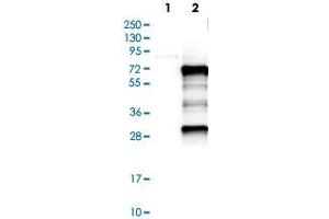 Western Blot analysis of Lane 1: negative control (vector only transfected HEK293T cell lysate) and Lane 2: over-expression lysate (co-expressed with a C-terminal myc-DDK tag in mammalian HEK293T cells) with MEF2D polyclonal antibody . (MEF2D antibody)