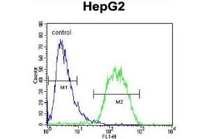 BUD13 Antibody (C-term) flow cytometric analysis of HepG2 cells (right histogram) compared to a negative control cell (left histogram). (BUD13 antibody  (C-Term))