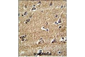 Formalin-fixed and paraffin-embedded human brain tissue reacted with RAB13 Antibody (Center), which was peroxidase-conjugated to the secondary antibody, followed by DAB staining. (RAB13 antibody  (AA 109-137))