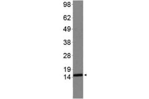 Western Blot of Rabbit Anti-Histone H3 [Sym-dimethyl Arg2, Dimethyl Lys4] Antibody. (Histone 3 antibody  (H3K4me2, H3R2me2s))