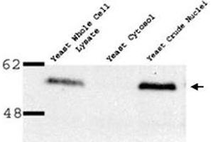 Western blot of Nup53p polyclonal antibody  on yeast preparation.