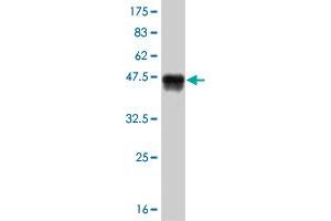 Western Blot detection against Immunogen (37. (LEF1 antibody  (AA 33-138))