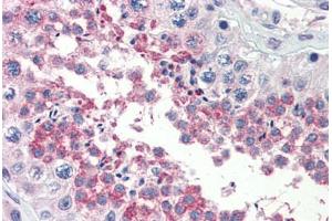 Human Testis (formalin-fixed, paraffin-embedded) stained with TSKS antibody ABIN462256 followed by biotinylated goat anti-rabbit IgG secondary antibody ABIN481713, alkaline phosphatase-streptavidin and chromogen.