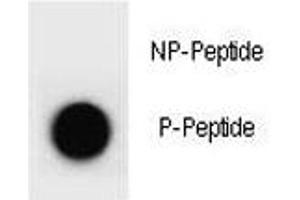 Dot blot analysis of phospho-PTEN antibody. (PTEN antibody  (pTyr176))