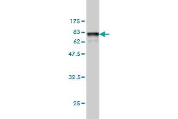 TUBB2C antibody  (AA 1-445)