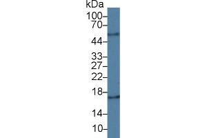 Detection of CYPA in Porcine Liver lysate using Monoclonal Antibody to Cyclophilin A (CYPA) (PPIA antibody  (AA 2-165))