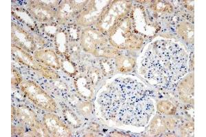 ABIN5539589 (4µg/ml) staining of paraffin embedded Human Kidney. (SNX8 antibody  (C-Term))