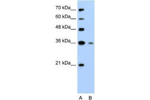 WB Suggested Anti-GZMH Antibody Titration:  2.