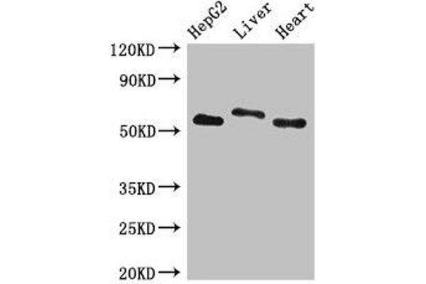 SLC13A5 antibody  (AA 156-204)