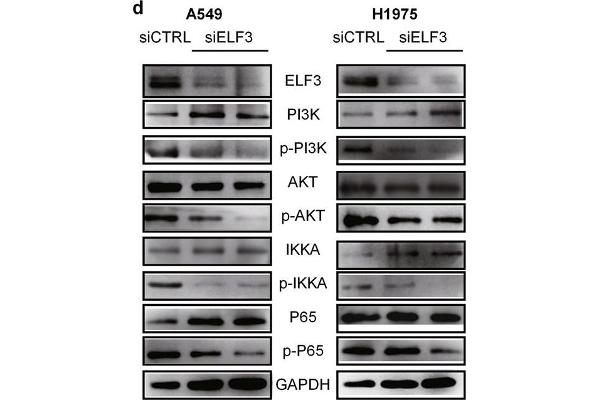 ELF3 antibody  (AA 1-280)