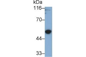 Detection of GSDMD in U2OS cell lysate using Polyclonal Antibody to Gasdermin D (GSDMD) (GSDMD antibody  (AA 232-484))