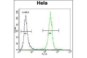Flow cytometric analysis of Hela cells (right histogram) compared to a negative control cell (left histogram). (COCH antibody  (AA 399-428))