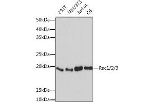 Western blot analysis of extracts of various cell lines, using Rac1/2/3 Rabbit mAb (ABIN7269820) at 1:1000 dilution. (RAC1 antibody)
