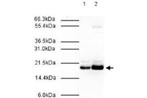 Immunoblotting of MAD2L2 polyclonal antibody  was used at a 1:500 dilution to detect human MAD2L2 by western blot. (MAD2L2 antibody  (AA 3-14))