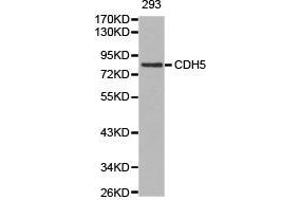 Western Blotting (WB) image for anti-Cadherin 5 (CDH5) antibody (ABIN1871712) (Cadherin 5 antibody)