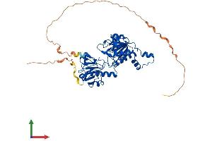 AlphaFold protein structure predicition of Mouse Recombinant Ctbp1 Protein, UniprotID O88712