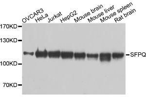 Western blot analysis of extracts of various cell lines, using SFPQ antibody (ABIN1874752) at 1:1000 dilution. (SFPQ antibody)