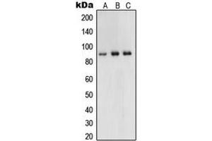 Western blot analysis of UHRF1 expression in HeLa (A), HCT116 (B), HEK293 (C) whole cell lysates. (UHRF1 antibody  (Center))