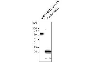 Anti-HFQ2 Ab at 2/500 dilution, 50 ng of protein Iane and 100 µg of total Protein (Burkholdena cell lysate), rabbit polyclonal to goat lgG (HRP) at 2/20000 dilution, (HFQ2 antibody  (C-Term))