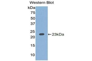Western Blotting (WB) image for anti-Interleukin 1 alpha (IL1A) (AA 90-268) antibody (ABIN3209466) (IL1A antibody  (AA 90-268))