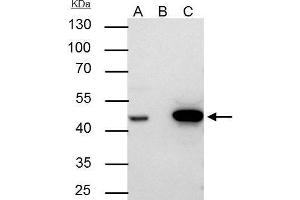 Immunoprecipitation (IP) image for anti-Flap Structure-Specific Endonuclease 1 (FEN1) antibody (ABIN2855166)