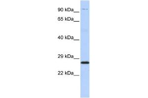 WB Suggested Anti-PSMB4 Antibody Titration: 0. (PSMB4 antibody  (Middle Region))