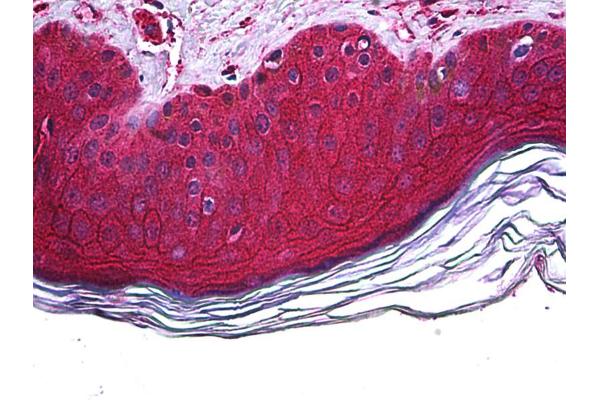 FBXO11 antibody  (AA 744-844)