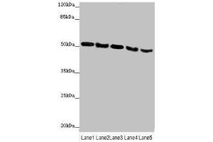 Western blot All lanes: INPP5K antibody at 4. (INPP5K antibody  (AA 149-448))