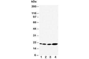 Western Blotting (WB) image for anti-Caveolin 2 (CAV2) (AA 1-17) antibody (ABIN3030339)