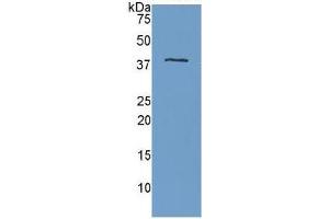 Western Blotting (WB) image for Apolipoprotein H (Beta-2-Glycoprotein I) (APOH) ELISA Kit (ABIN6730893)