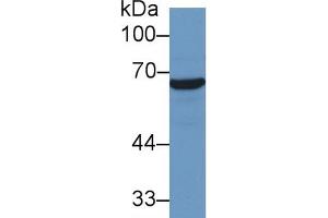 Mouse Capture antibody from the kit in WB with Positive Control: Human Hela cell lysate. (HSP70 1A ELISA Kit)