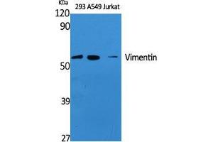 Western Blot (WB) analysis of specific cells using Vimentin Polyclonal Antibody. (Vimentin antibody  (Tyr321))