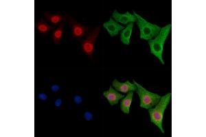 ABIN6261830 and ABIN6278360 staining Hela cells by IF/ICC. (TLS/FUS (C-Term) antibody)