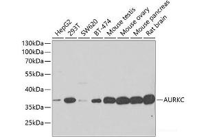 Western blot analysis of extracts of various cell lines using AURKC Polyclonal Antibody at dilution of 1:500. (Aurora Kinase C antibody)