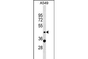 ZNF19 Antibody (N-term) (ABIN1538970 and ABIN2849074) western blot analysis in A549 cell line lysates (35 μg/lane). (ZNF19 antibody  (N-Term))