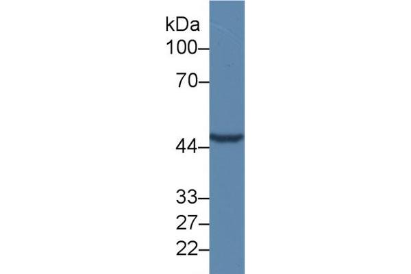 TMEFF1 antibody  (AA 58-312)