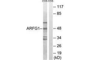 Western blot analysis of extracts from COS7 cells, using ARFGAP1 Antibody. (ARFGAP1 antibody  (AA 171-220))