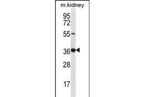 GRXCR1 Antibody (Center) (ABIN656616 and ABIN2845869) western blot analysis in mouse kidney tissue lysates (35 μg/lane).