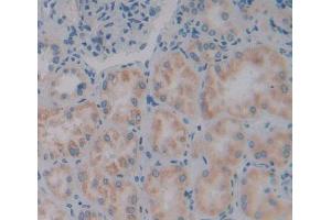 Used in DAB staining on fromalin fixed paraffin- embedded kidney tissue (VARS antibody  (AA 2-219))