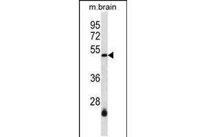 Western blot analysis in mouse brain tissue lysates (35ug/lane). (SMARCB1 antibody  (N-Term))