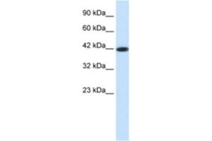 Western Blotting (WB) image for anti-Somatostatin Receptor 4 (SSTR4) antibody (ABIN2460701) (SSTR4 antibody)