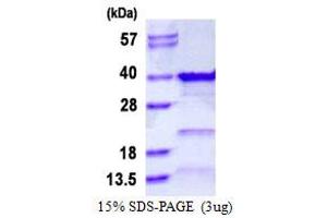 Image no. 1 for General Transcription Factor IIE, Polypeptide 2 (GTF2E2) (AA 1-291) protein (His tag) (ABIN1098619)