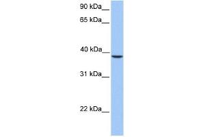 SUN3 antibody  (C-Term)