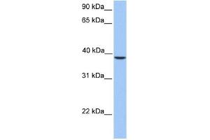SUNC1 antibody used at 1 ug/ml to detect target protein.