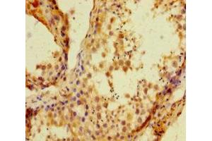 HIST1H1C antibody  (AA 2-213)