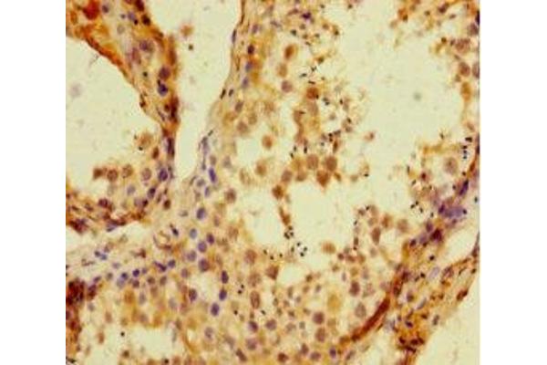 HIST1H1C antibody  (AA 2-213)